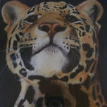 ANIMALES thumbnail 2