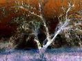 Otium cum Dignitate