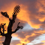 Esculturas.El jardín de los olivos milenarios. thumbnail 1