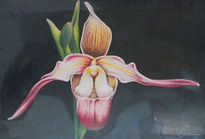 Orquidea 2