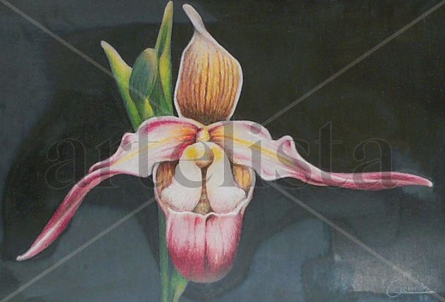 orquidea 2