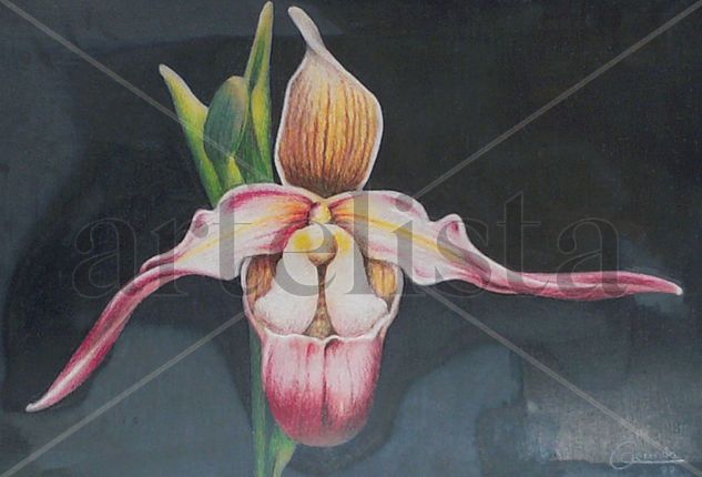 orquidea 2 