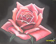 Rosa pastel