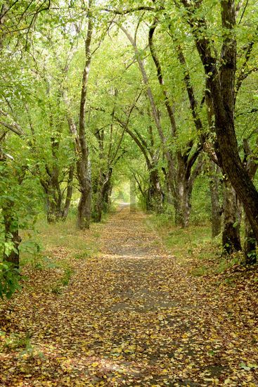 camino Oil Canvas Landscaping