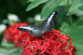 mariposa