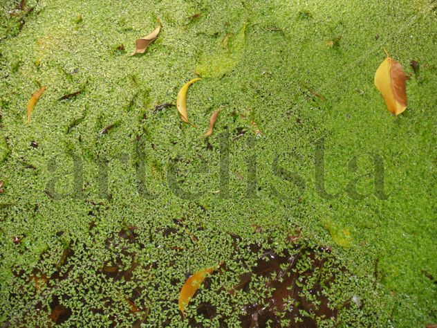 Agua Verde
