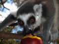 Lemur con fruta