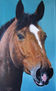 caballo