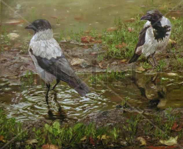 A quiet morning. Crows.