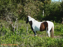 Tobiana en el monte