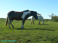 Tobiana y tordilla