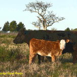 TOROS Y VACAS thumbnail 2