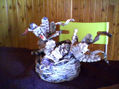 planta