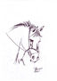 O Cavalo