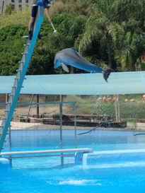 Jugando con delfines