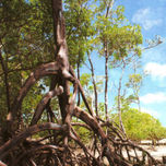 Praia dos Carneiros thumbnail 1