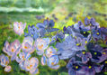 Flores lilas