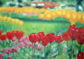 Tulipanes
