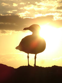 El Pajaro y el Sol