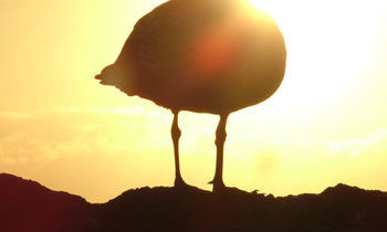 Fotografia Artistica
