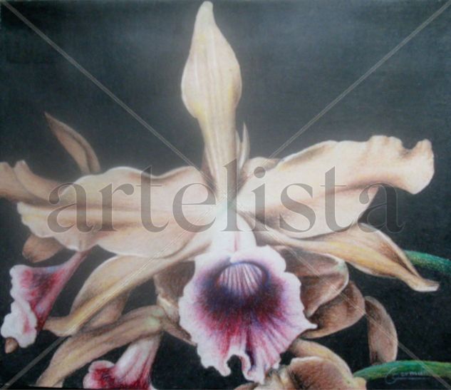 orquidea 