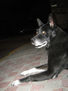 en la noche todos los perros son negros