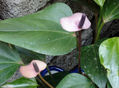 anturio enano