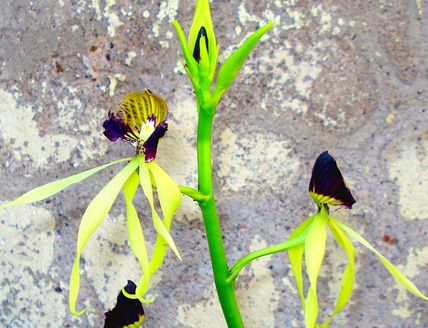 Orquidea pulpo