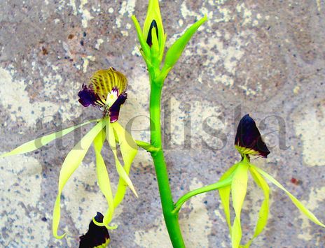 Orquidea pulpo
