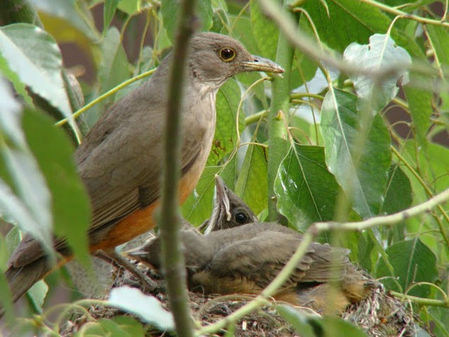 EN FAMILIA..... Nature Color (Digital)