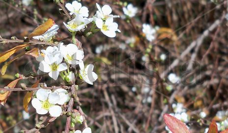 Enramada de primavera
