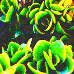 alterada thumbnail 1