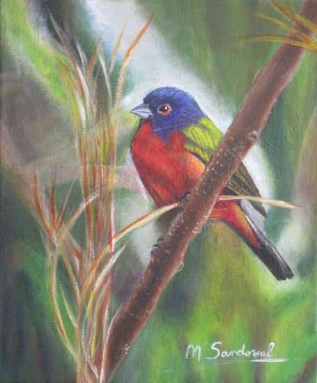 Pájaro Escribano de siete colores Acrylic Canvas Animals