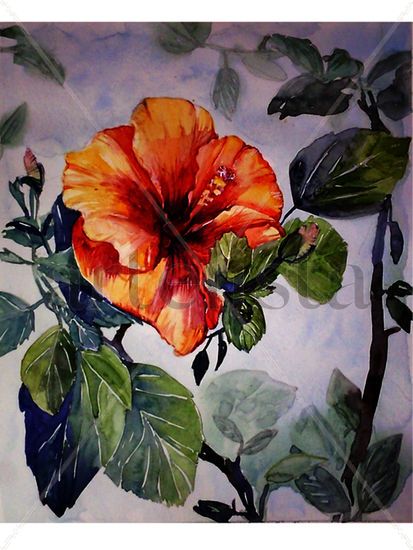 Hibiscus 