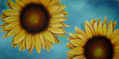 Girasoles