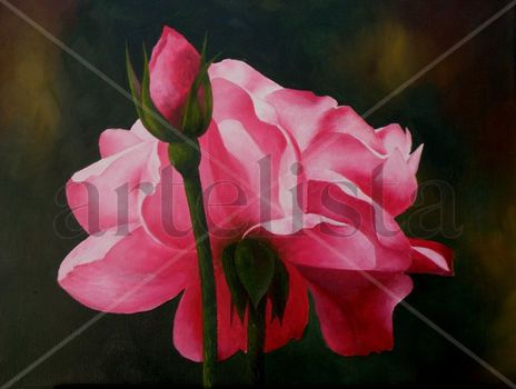 Rosa y pimpollo