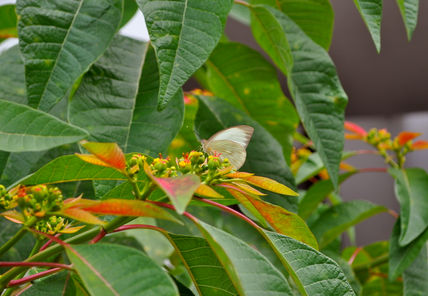 Mariposita