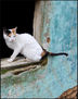 Gato desde la ventana