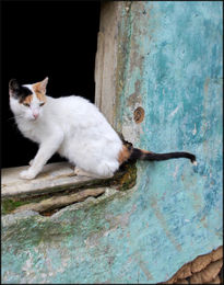 Gato desde la ventana