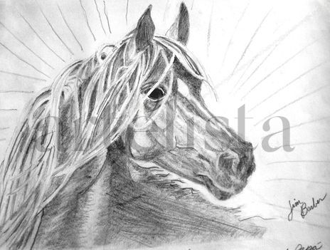 Black Stallion