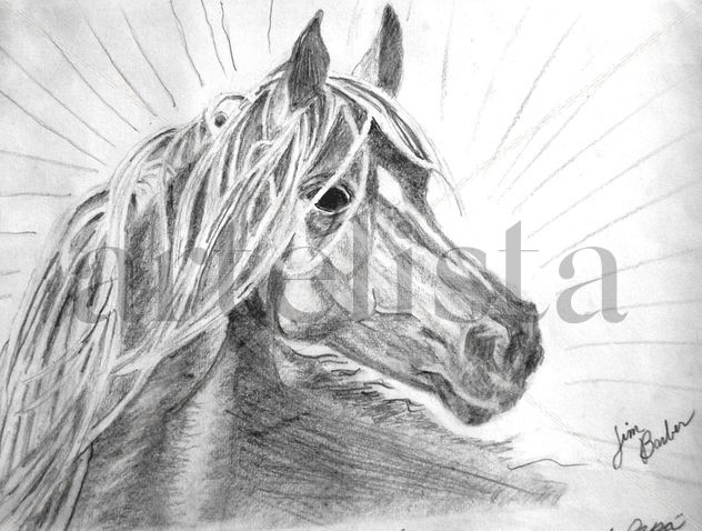 Black Stallion