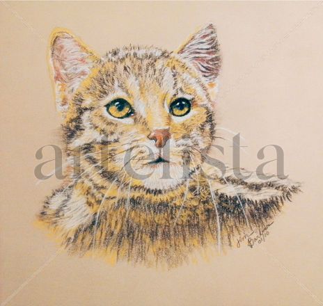 Calico kitten