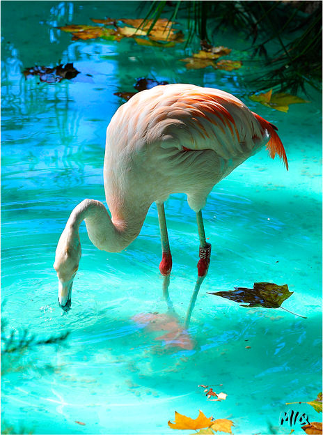 Plumas