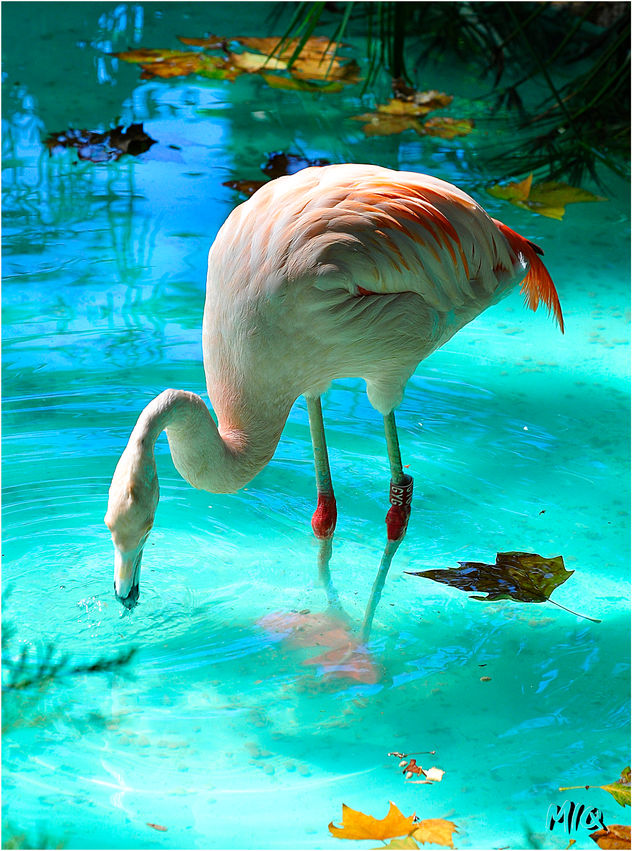 Plumas