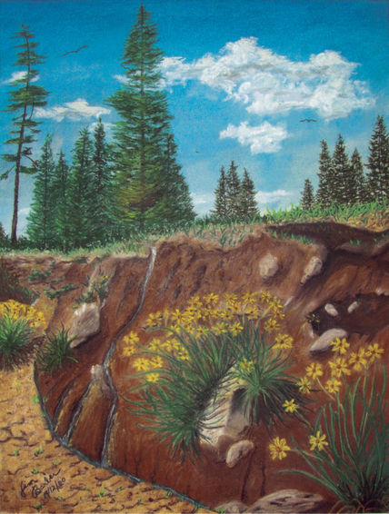 Bosque de Pino