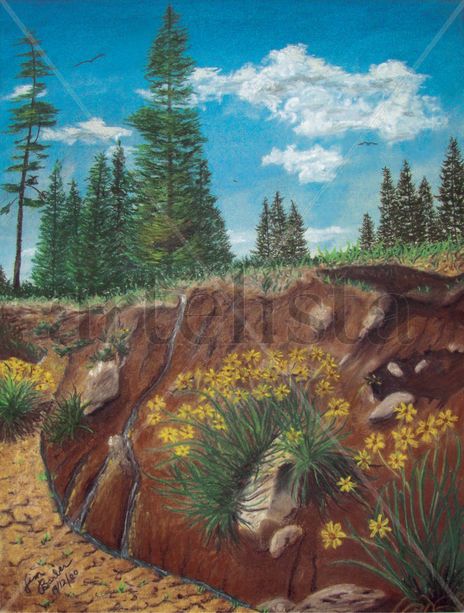 Bosque de Pino