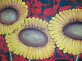 GIRASOLES S. 0015