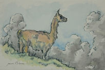 Guanaco.