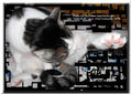 Gatito limpio 1 !