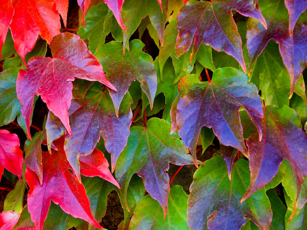 Otoño Naturaleza Color (Digital)